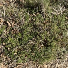 Acrotriche serrulata at Paddys River, ACT - 14 May 2023