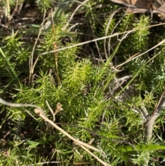 Acrotriche serrulata at Paddys River, ACT - 14 May 2023 10:49 AM