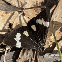 Nyctemera amicus (Senecio Moth, Magpie Moth, Cineraria Moth) at Paddys River, ACT - 14 May 2023 by Tapirlord