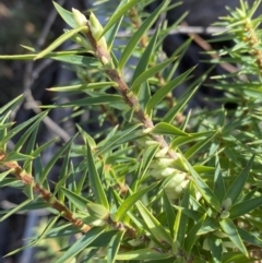 Melichrus urceolatus (Urn Heath) at Kambah Pool - 14 May 2023 by Tapirlord