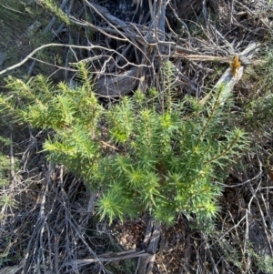 Melichrus urceolatus at Paddys River, ACT - 14 May 2023