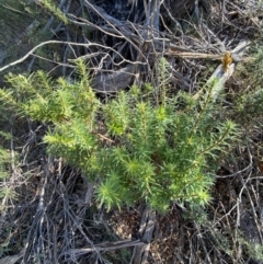 Melichrus urceolatus at Paddys River, ACT - 14 May 2023