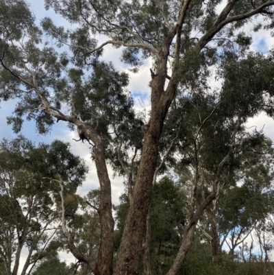 Eucalyptus melliodora (Yellow Box) at O'Malley, ACT - 6 May 2023 by Tapirlord