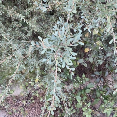 Leptospermum laevigatum (Coast Teatree) at O'Malley, ACT - 6 May 2023 by Tapirlord