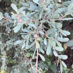 Leptospermum laevigatum at O'Malley, ACT - 6 May 2023