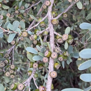 Leptospermum laevigatum at O'Malley, ACT - 6 May 2023