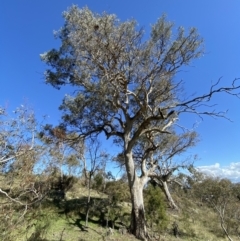 Eucalyptus blakelyi (Blakely's Red Gum) at Garran, ACT - 6 May 2023 by Tapirlord