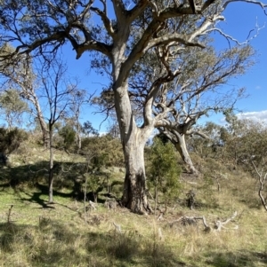 Eucalyptus blakelyi at Garran, ACT - 6 May 2023 12:51 PM