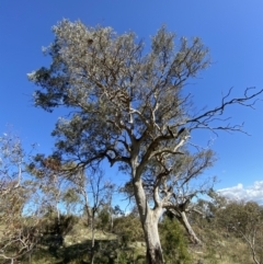 Eucalyptus blakelyi at Garran, ACT - 6 May 2023 12:51 PM