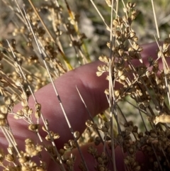 Juncus subsecundus (Finger Rush) at Garran, ACT - 6 May 2023 by Tapirlord