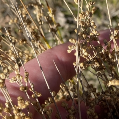 Juncus subsecundus (Finger Rush) at Garran, ACT - 6 May 2023 by Tapirlord