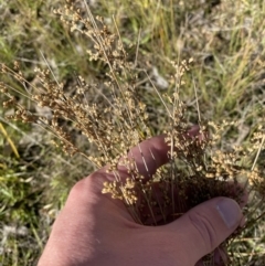 Juncus subsecundus at Garran, ACT - 6 May 2023 12:51 PM