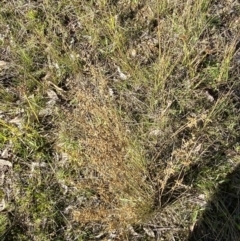 Juncus subsecundus at Garran, ACT - 6 May 2023 12:51 PM