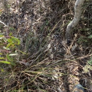 Lepidosperma laterale at Garran, ACT - 6 May 2023