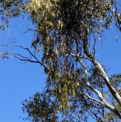 Amyema miquelii (Box Mistletoe) at Garran, ACT - 6 May 2023 by Tapirlord