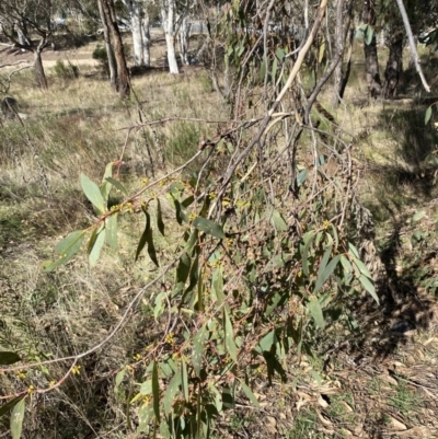 Eucalyptus dives (Broad-leaved Peppermint) at Red Hill, ACT - 6 May 2023 by Tapirlord