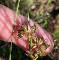 Juncus homalocaulis (A Rush) at Garran, ACT - 6 May 2023 by Tapirlord