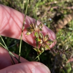 Juncus homalocaulis at Garran, ACT - 6 May 2023 12:22 PM