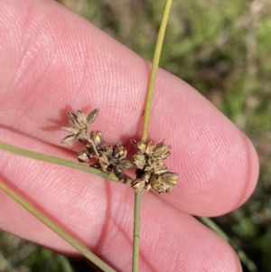 Juncus subsecundus at Garran, ACT - 6 May 2023