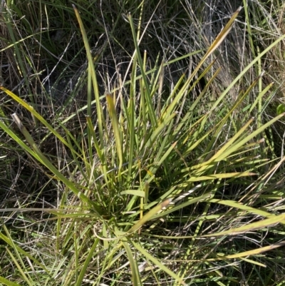 Lomandra filiformis subsp. coriacea (Wattle Matrush) at Garran, ACT - 6 May 2023 by Tapirlord
