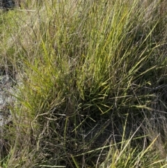 Lomandra filiformis subsp. coriacea at Garran, ACT - 6 May 2023