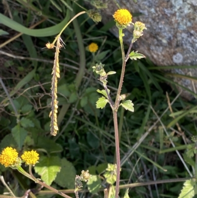 Bidens pilosa (Cobbler's Pegs, Farmer's Friend) at Red Hill, ACT - 6 May 2023 by Tapirlord