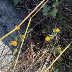 Bidens pilosa at Red Hill, ACT - 6 May 2023 12:09 PM