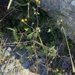 Bidens pilosa at Red Hill, ACT - 6 May 2023 12:09 PM