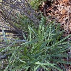 Senecio quadridentatus (Cotton Fireweed) at Red Hill, ACT - 6 May 2023 by Tapirlord