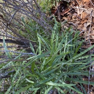 Senecio quadridentatus at Red Hill, ACT - 6 May 2023