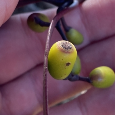 Muellerina eucalyptoides (Creeping Mistletoe) at Red Hill, ACT - 6 May 2023 by Tapirlord