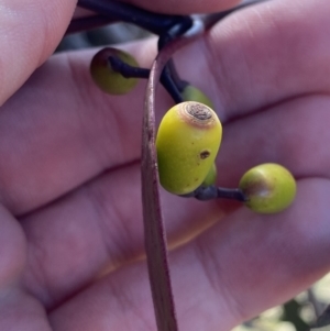 Muellerina eucalyptoides at Red Hill, ACT - 6 May 2023