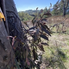 Muellerina eucalyptoides at Red Hill, ACT - 6 May 2023