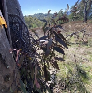 Muellerina eucalyptoides at Red Hill, ACT - 6 May 2023