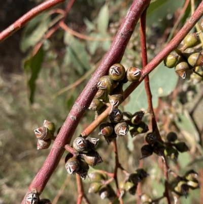 Eucalyptus bridgesiana (Apple Box) at Red Hill, ACT - 6 May 2023 by Tapirlord