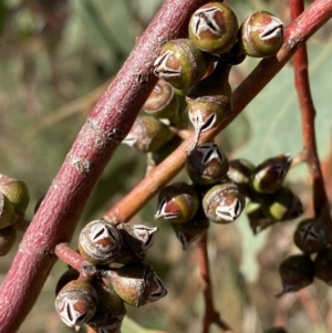 Eucalyptus bridgesiana at Red Hill, ACT - 6 May 2023