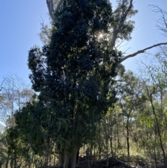 Brachychiton populneus subsp. populneus at Hughes, ACT - 6 May 2023