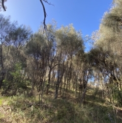 Allocasuarina verticillata at Deakin, ACT - 6 May 2023