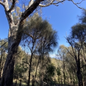 Allocasuarina verticillata at Deakin, ACT - 6 May 2023