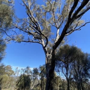 Eucalyptus melliodora at Deakin, ACT - 6 May 2023 11:23 AM