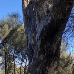 Eucalyptus melliodora at Deakin, ACT - 6 May 2023 11:23 AM