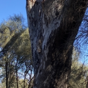 Eucalyptus melliodora at Deakin, ACT - 6 May 2023 11:23 AM