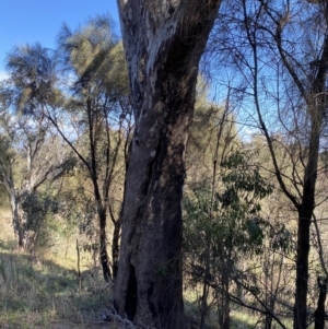 Eucalyptus melliodora at Deakin, ACT - 6 May 2023 11:23 AM