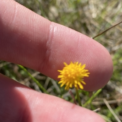 Calotis lappulacea (Yellow Burr Daisy) at Hughes, ACT - 6 May 2023 by Tapirlord