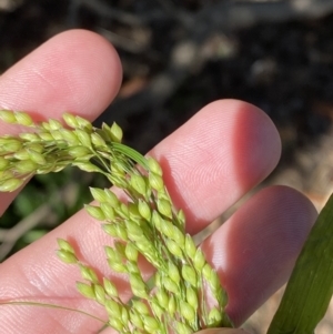 Panicum miliaceum at Phillip, ACT - 4 May 2023