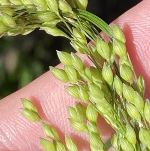 Panicum miliaceum at Phillip, ACT - 4 May 2023