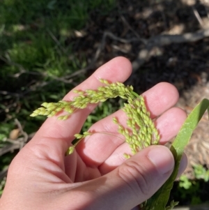 Panicum miliaceum at Phillip, ACT - 4 May 2023