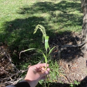 Panicum miliaceum at Phillip, ACT - 4 May 2023