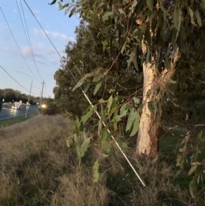 Eucalyptus sideroxylon at Garran, ACT - 25 Apr 2023 05:47 PM