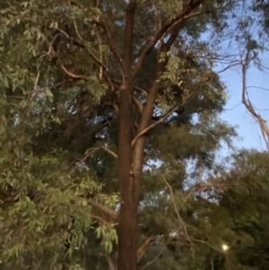 Eucalyptus sideroxylon at Garran, ACT - 25 Apr 2023
